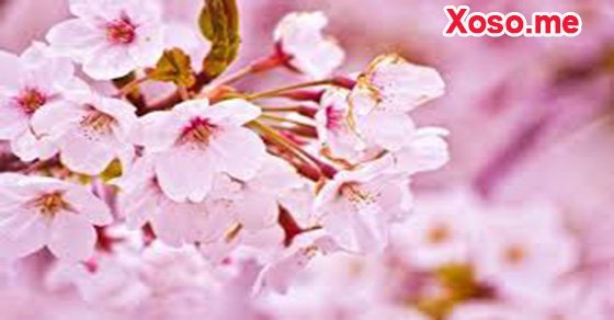 Mơ thấy hoa đào nở
