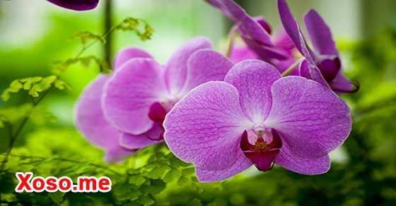Mơ thấy hoa lan nở