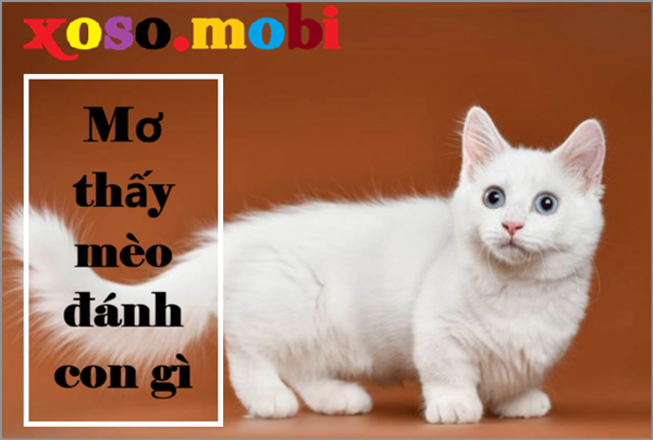 Điềm báo với giấc mơ thấy con mèo trắng Điềm báo với giấc mơ thấy con mèo trắng