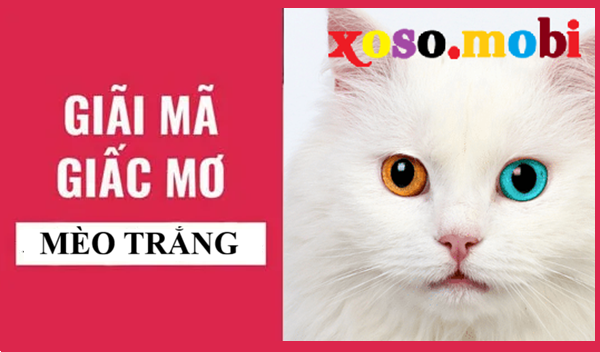 Khám phá giải mã thông điệp giấc mơ thấy mèo tráng có điềm gì Khám phá giải mã thông điệp giấc mơ thấy mèo tráng có điềm gì