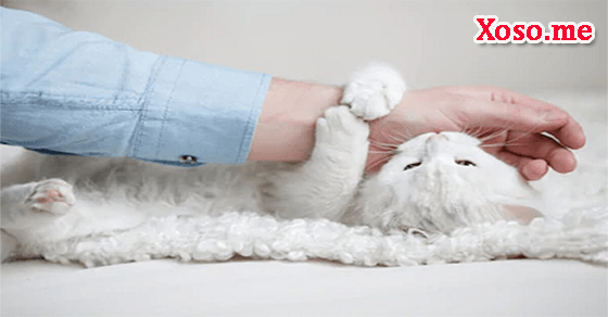 Giải mã giấc mơ thấy mèo trắng cắn Giải mã giấc mơ thấy mèo trắng cắn
