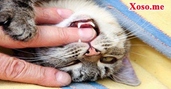 Mơ thấy mèo cắn mình Mơ thấy mèo cắn mình