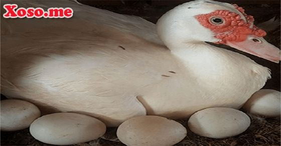 Vận may với giấc mơ trứng ngan Vận may với giấc mơ trứng ngan
