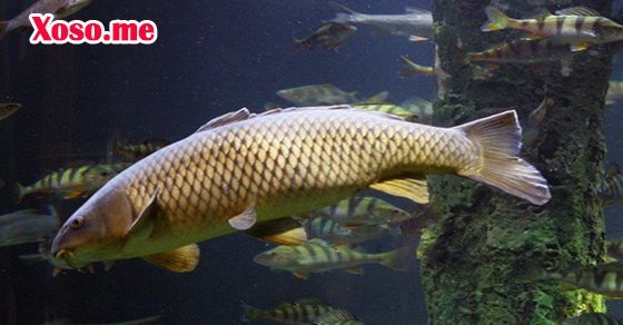 Nằm mơ thấy cá chép báo hiệu gia chủ phát tài Nằm mơ thấy cá chép báo hiệu gia chủ phát tài