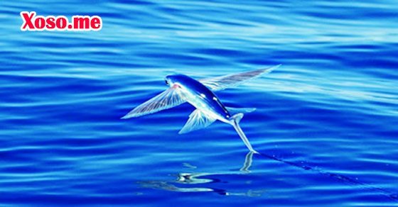 Chiêm bao thấy cá chuồn đánh con gì? Chiêm bao thấy cá chuồn đánh con gì?