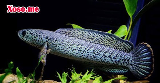 Giải mộng chiêm bao thấy cá lóc Giải mộng chiêm bao thấy cá lóc