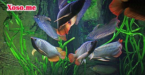 Thấy cá rồng trong mơ là điềm báo gì? Thấy cá rồng trong mơ là điềm báo gì?