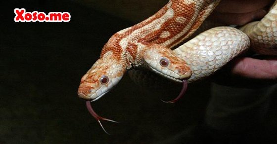 Mơ thấy rắn hai đầu Mơ thấy rắn hai đầu