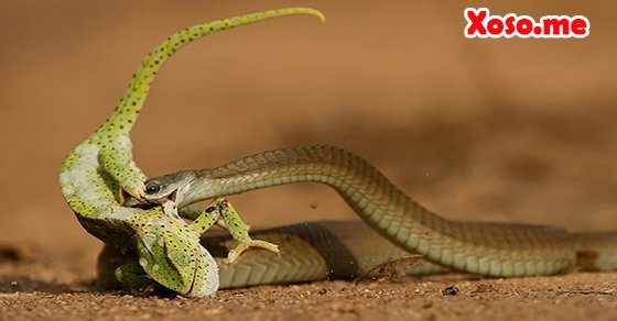 Mơ thấy bị rắn đuổi bắt Mơ thấy bị rắn đuổi bắt