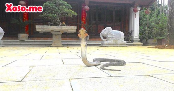 Mơ thấy rắn vào nhà Mơ thấy rắn vào nhà