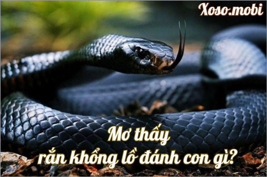 Giải mã điềm báo mơ thấy rắn không lồ đánh con gì may mắn Giải mã điềm báo mơ thấy rắn không lồ đánh con gì may mắn