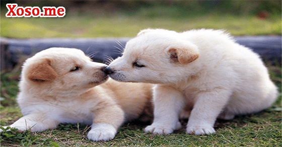 Điềm báo giấc mơ thấy con chó con Điềm báo giấc mơ thấy con chó con