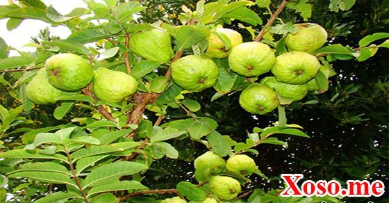 Mơ thấy trèo cây ổi