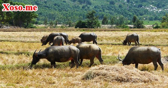 Mơ thấy đàn trâu Mơ thấy đàn trâu
