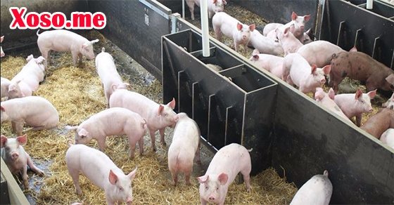 Mơ thấy đàn lợn Mơ thấy đàn lợn