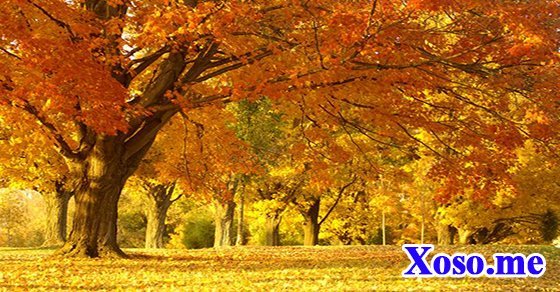 Mơ thấy màu vàng Mơ thấy màu vàng