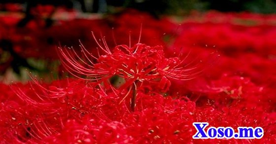 Mơ thấy màu đỏ Mơ thấy màu đỏ