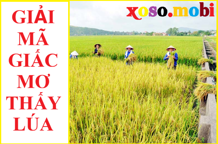 Điềm báo giấc mơ thấy lúa cần lưu ý gì?