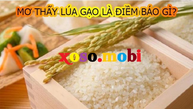 Tìm hiểu giấc mơ thấy lúa, chiêm bao thấy thóc đánh con gì?