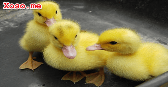 Điềm báo may mắn với giấc mơ thấy vịt con Điềm báo may mắn với giấc mơ thấy vịt con