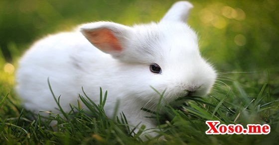 Mơ thấy thỏ trắng là gia đình có tin vui