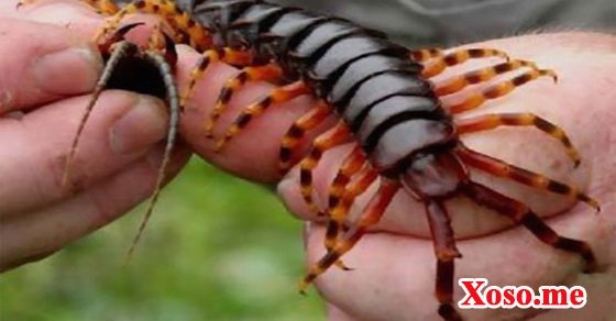 Ngủ mơ thấy rết cắn mình là điềm báo rằng sức khỏe của bạn sẽ ổn định Ngủ mơ thấy rết cắn mình là điềm báo rằng sức khỏe của bạn sẽ ổn định