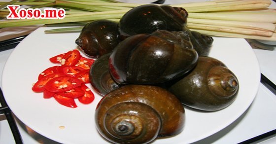 Mơ thấy con ốc nhồi Mơ thấy con ốc nhồi