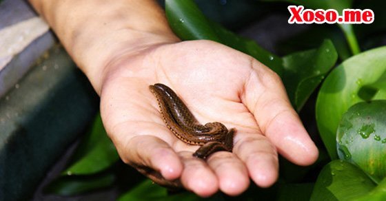 Mơ thấy con đỉa