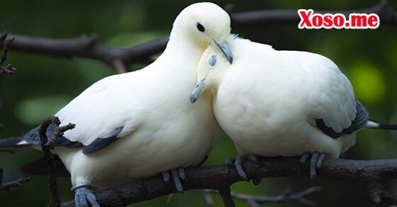 Mơ thấy đôi chim bồ câu đậu cạnh nhau là điềm báo lứa đôi hạnh phúc