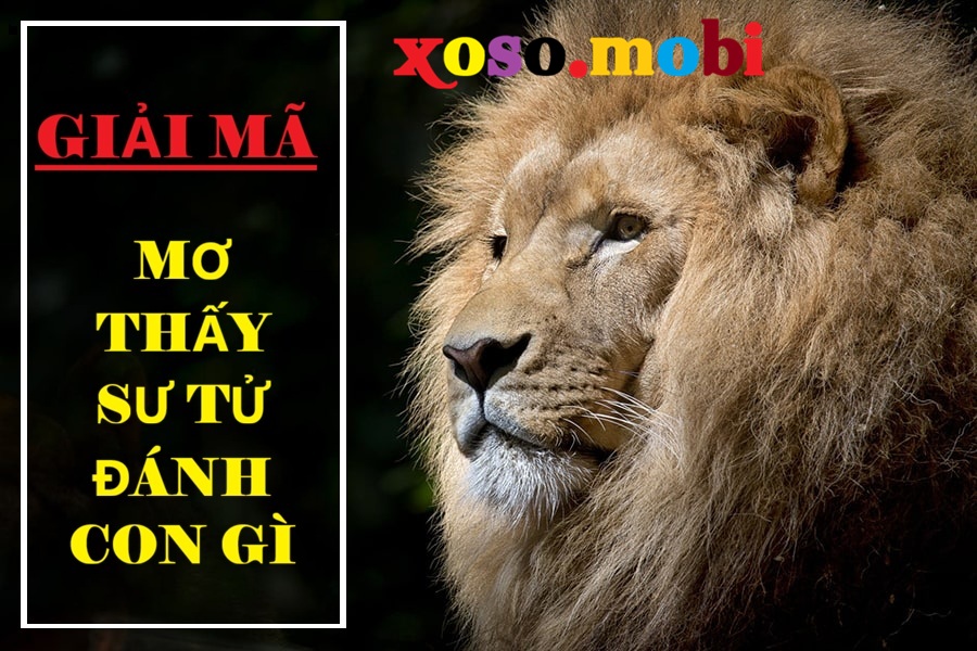 Mơ thấy sư tử đánh số gì để gặp vận tài lộc Mơ thấy sư tử đánh số gì để gặp vận tài lộc