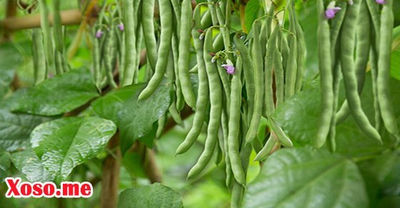 Mơ thấy trồng đỗ là có thành quả 