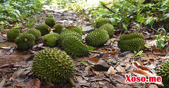 Mơ tháy quả rụng xuống chân mình là có tài lộc trong thời gian tới