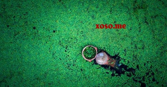Chiêm bao thấy lội ao vớt bèo là điềm lành hay dữ