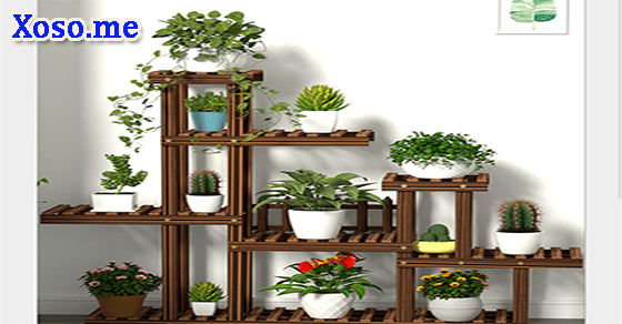 Mơ thấy cây cảnh trong nhà Mơ thấy cây cảnh trong nhà