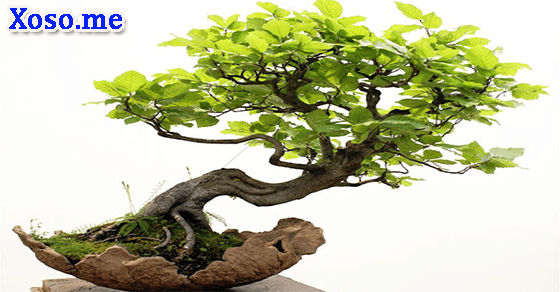 Điềm báo của giấc mơ cây xanh