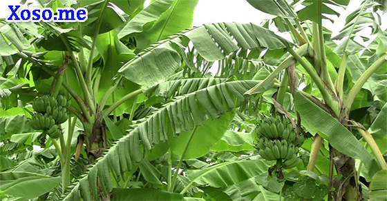 Mơ thấy cây chuối Mơ thấy cây chuối