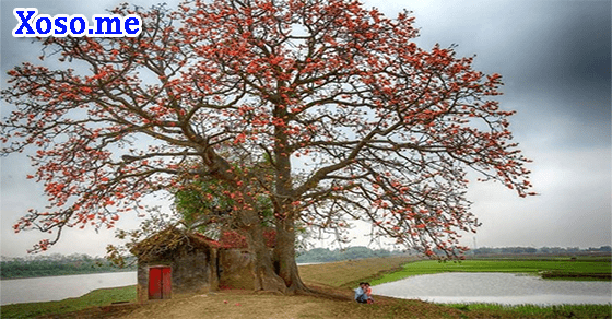 Mơ thấy cây cổ thụ Mơ thấy cây cổ thụ