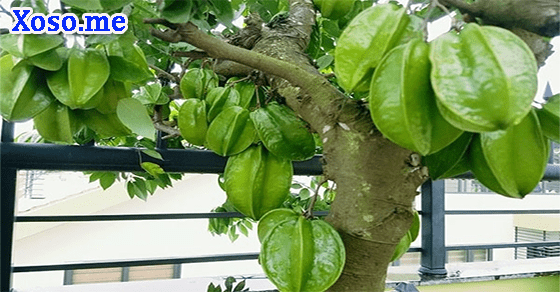 Mơ thấy cây khế Mơ thấy cây khế
