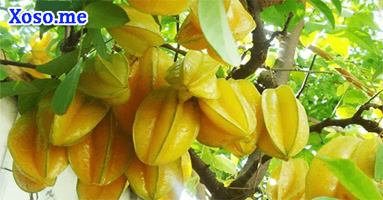 Thành công với giấc mơ thấy khế chín