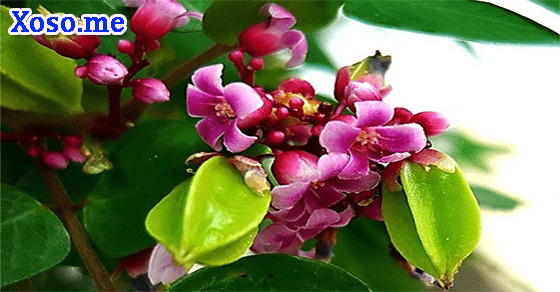Vận may về tiền bạc với giấc mơ hoa khế