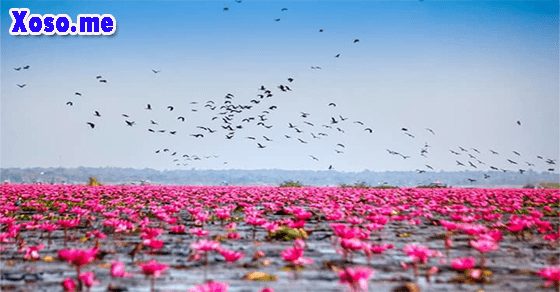  Điềm báo với giấc mơ thấy bông súng đỏ hồng