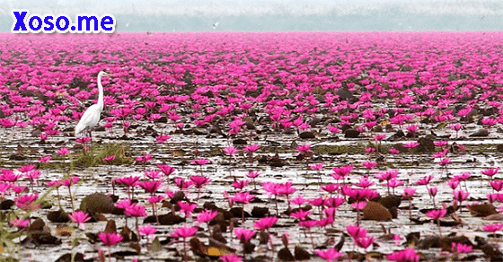 Mơ thấy bông súng