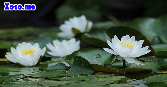 Ý nghĩa giấc mơ bông súng trắng