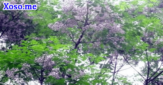 Ý nghĩa giấc mơ thấy hoa xoan Ý nghĩa giấc mơ thấy hoa xoan