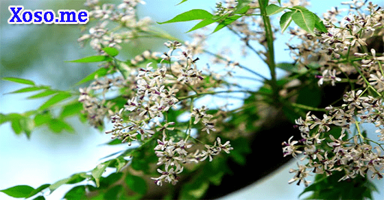 Nằm mơ thấy cây xoan Nằm mơ thấy cây xoan