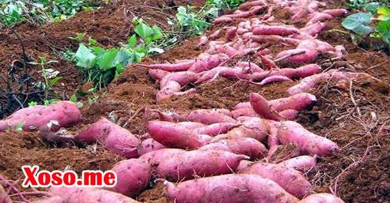 Giải mã nằm mơ thấy củ khoai báo điềm gì? Giải mã nằm mơ thấy củ khoai báo điềm gì?