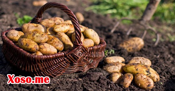 Chiêm bao thấy củ khoai có ý nghĩa gì? Chiêm bao thấy củ khoai có ý nghĩa gì?