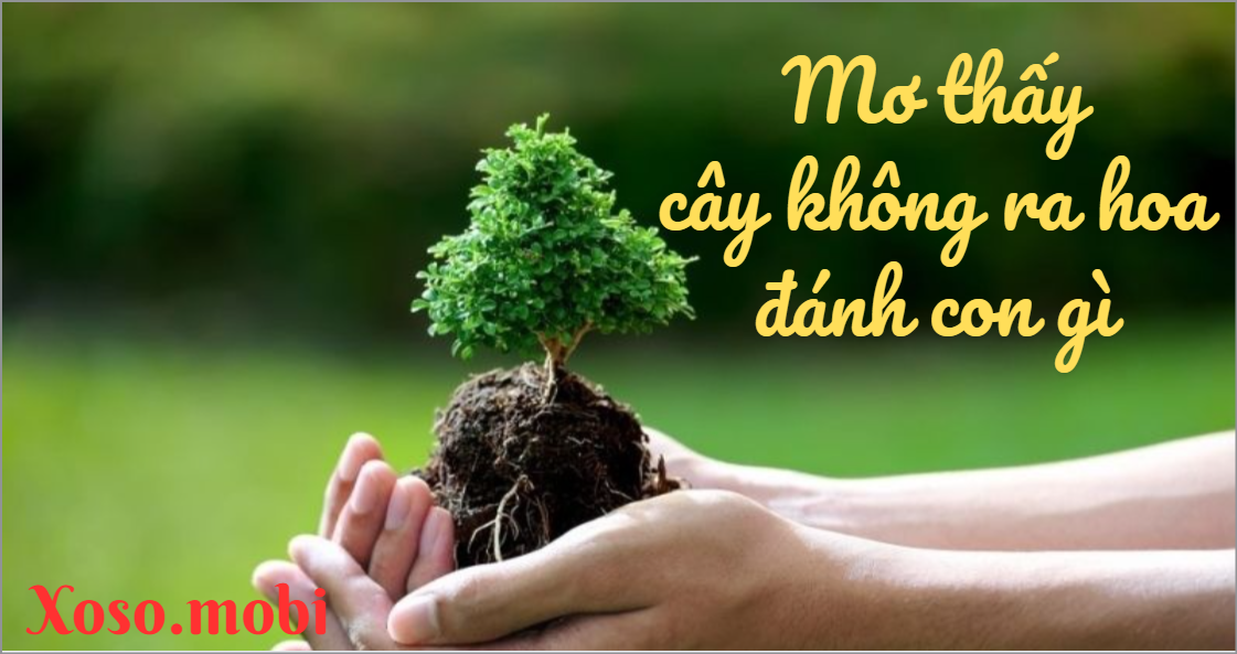 Các hành động tương tác với cây không hoa trong giấc mộng
