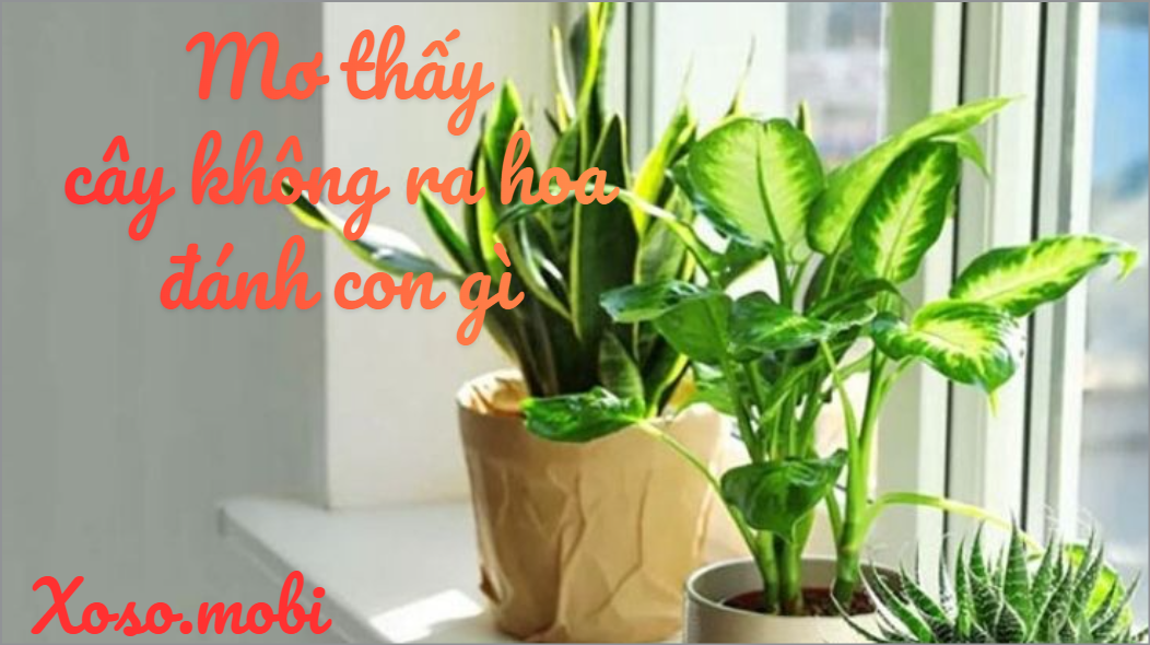 Phân tích các trường hợp chiêm bao cây không ra hoa và không có hoa