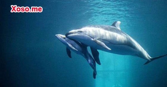 Mơ thấy đẻ ra cá là điềm gì Mơ thấy đẻ ra cá là điềm gì